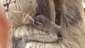 Birth Baby Sloths