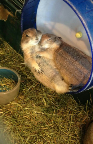 Prairie Dogs Cuddling