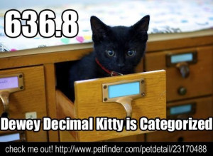 Dewey kitty