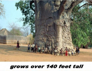 Baobab Tree Is a Wonder of Nature (12 pics)
