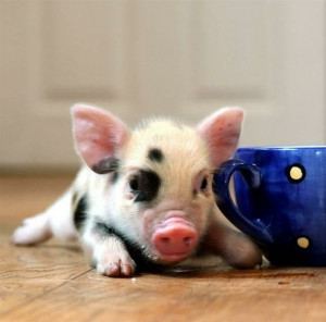 Teacup pig