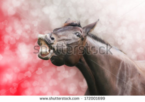 Horse laugh on heart holiday valentine background - stock photo
