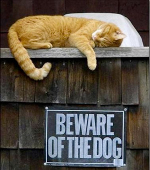 Beware of dog