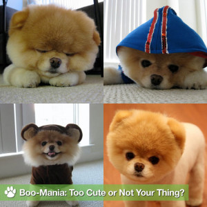 Pictures of Boo the Cute Pomeranian