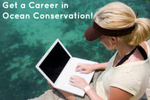 Tips to Finding Jobs for Marine Biology in Conservation ...