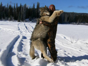 Wolf Hunting British Columbia