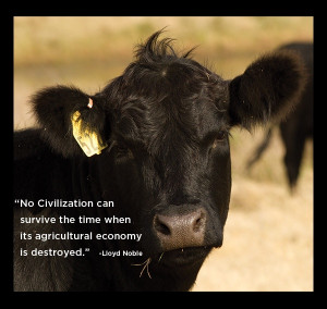 Cow Agriculture Quote Love