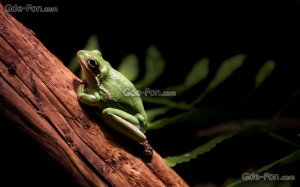 ... wallpaper Frog, nature, background free desktop wallpaper in