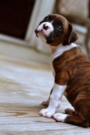 Super cute puppies (21 Pictures)