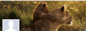Lioness Desktop Wallpaper Facebook cover photo lioness
