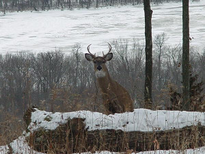 January 2003 - I photographed this buck out my kitchen window.