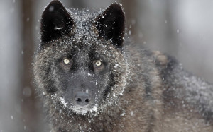 wolf 2013 black wolf 2013 black wolf 2013 black wolf 2013 black wolf ...
