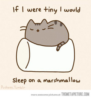 Funny photos funny cat sleeping marshmallow