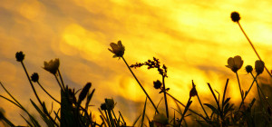 Gentlemen, it is better to have died as a small boy than to fumble ...