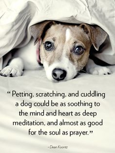 Petting, scratching, and cuddling a dog could be as soothing to the ...