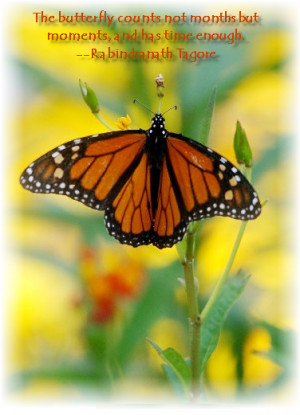 ... Butterfly Quotes Comments, Tagged Butterfly Quotes Graphics Codes