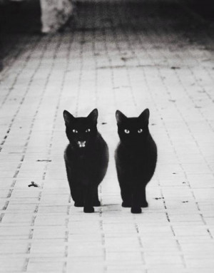 kitty cat photography cute Black and White creepy b&w Halloween cats ...