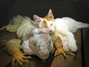 Sobe the iguana and Johann the cat struck up a very special friendship ...