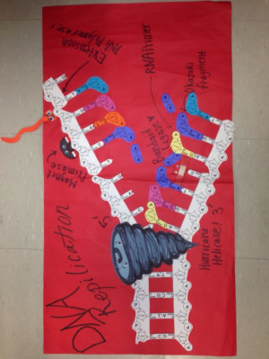 DNA Replication poster