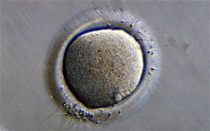 Egg donors to receive £750 flat fee