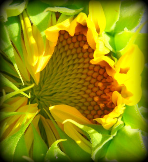 sunflower progression