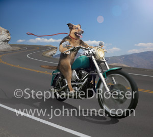 Picture of a German Shepherd riding a motorcycle down a winding road ...