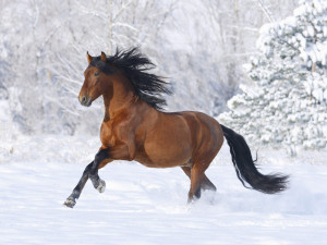10 Photos of Horses Dashing Through the Snow