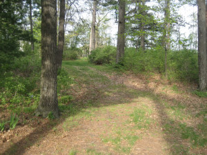 Driveway To Dead End Road Image