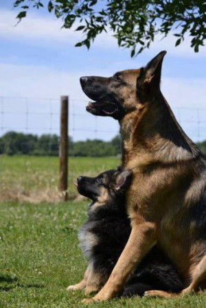 See more Qualities of a German Shepherd