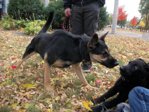 Just got a german shepherd puppy. Here he is meeting another of his ...