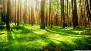 Beautiful Forest Scenery Wallpaper 1920x1080 Beautiful, Forest ...