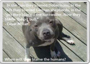 Quotes About Pit Bulls Fridge magnet pit bull dog