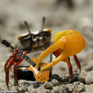 Funny Crab Playing an Electric Guitar