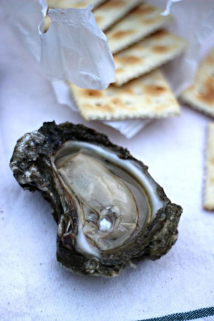 Freshly Shucked Oyster | Oysters & Pearls