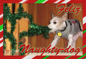 Funny dog christmas card, cards, doggy holiday, feliz navidad, bad dog ...