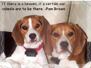 Cute, love, quote, pam brown, dog, beagle, animal, sweet wallpaper