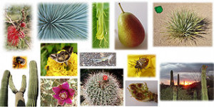 Set of animals and plants NobbiP.jpg