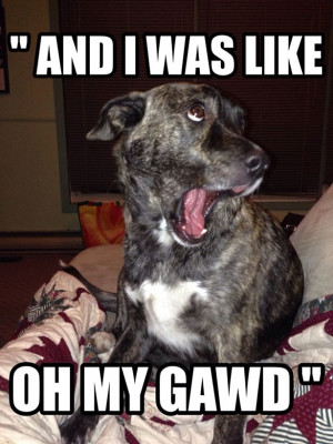 ... Animal, Dogs Meme, Dogs Funnies, Animal Funnies, Funnies Cats, Animal