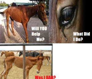 sad horses
