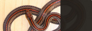 Banded Malayan Coral Snake