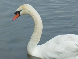 Graceful as a Swan