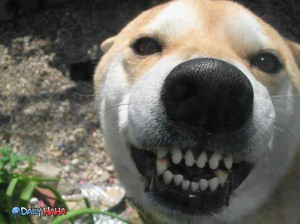 dog smiling