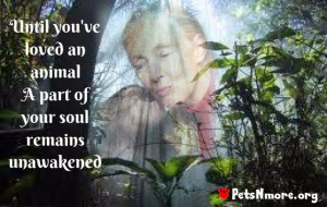 ... inspiring quotes for animal lovers, petsnmore.org, jane goodall, apes