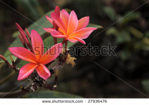 stock-photo-pink-plumeria-flowers-used-for-hawaiian-flower-leis ...