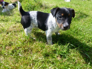 gorgeous-farm-reared-jack-russell-dog-puppy-51a9befc8e9af.JPG