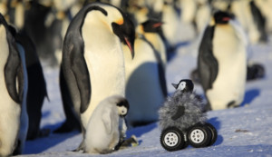 News: Baby Penguin Remote Control Rover Used To Study Emperor Penguins