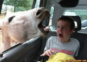 ... .gotsmile.net/images/2011/05/02/funny-horse-attack_130434706042.jpg