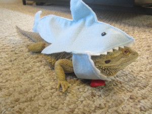 Bearded Dragon Shark Costume