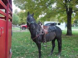 ... too worried about it down south i loop the leather and it fit s better