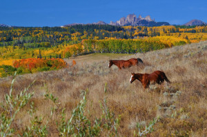 Playful pup toting a huge fallen leaf. “Every leaf speaks bliss to ...